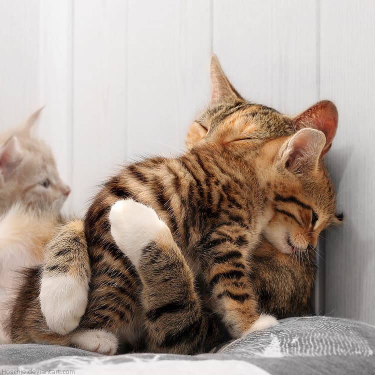 cat-image