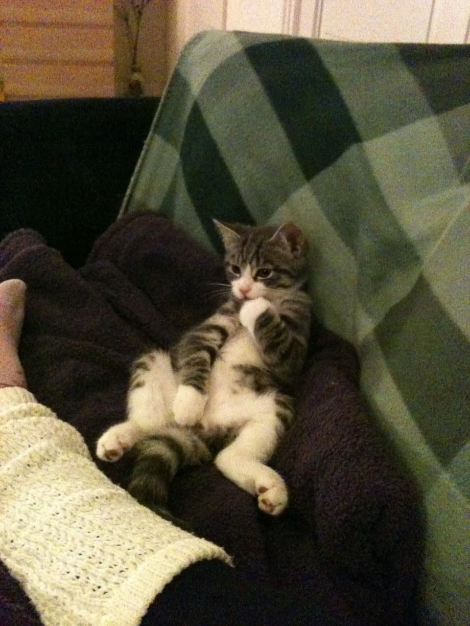 cat-image