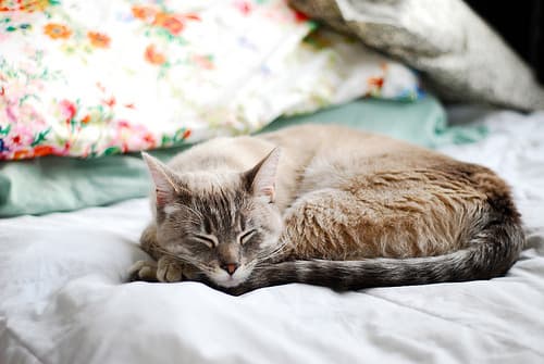 cat-image