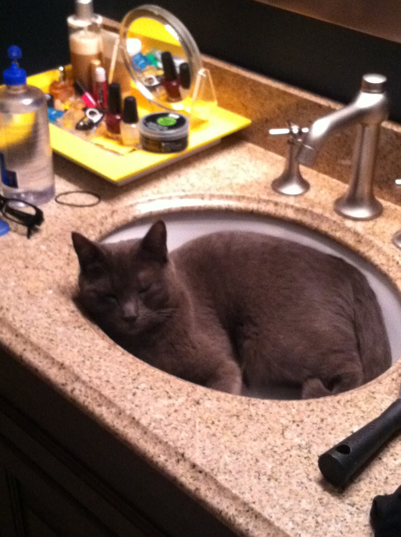 cat-image