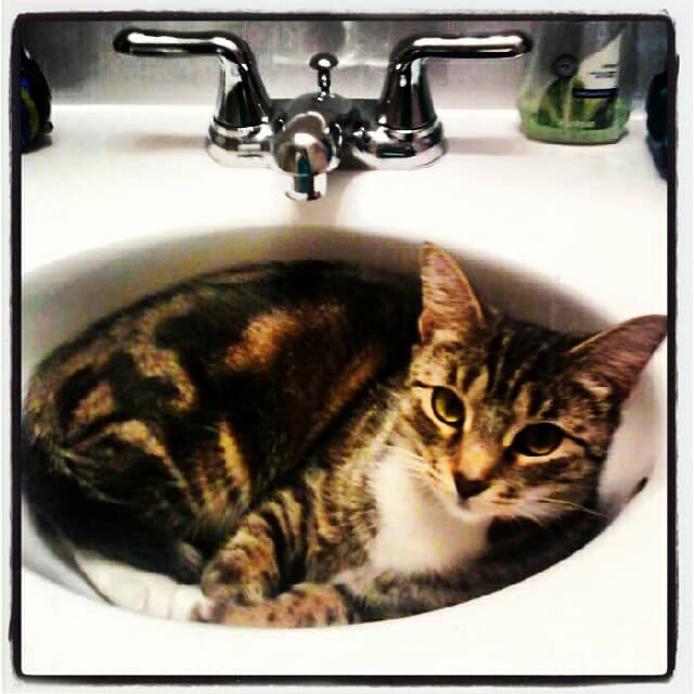 detail cat