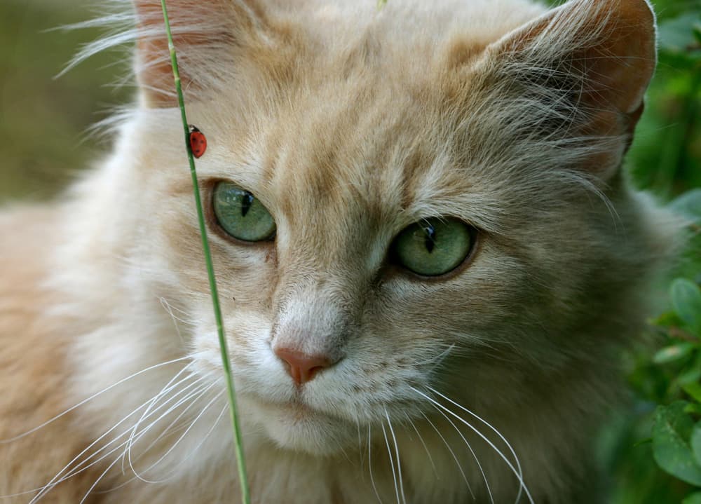 cat-image