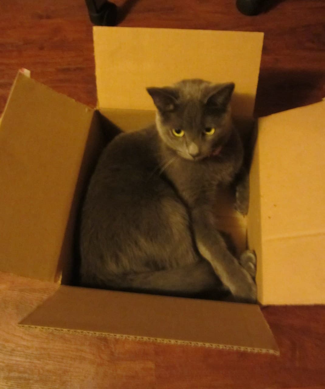 cat-image